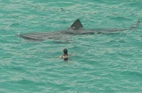 No that is not a Megalodon in the photo but a large, but harmless Basking Shark
